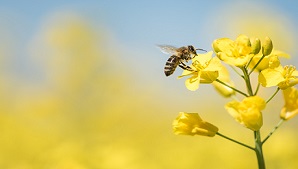 ����� ������: ����� ������� �������